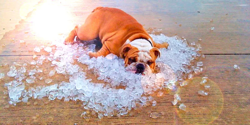 CANICULE : COMMENT PROTÉGER SES ANIMAUX DE COMPAGNIE DES FORTES CHALEURS ?