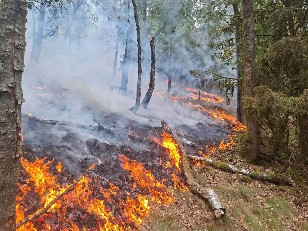 FEU DE FORÊT : 96 HECTARES DÉTRUITS PAR LES FLAMMES MAIS UNE MOBILISATION EXCEPTIONNELLE