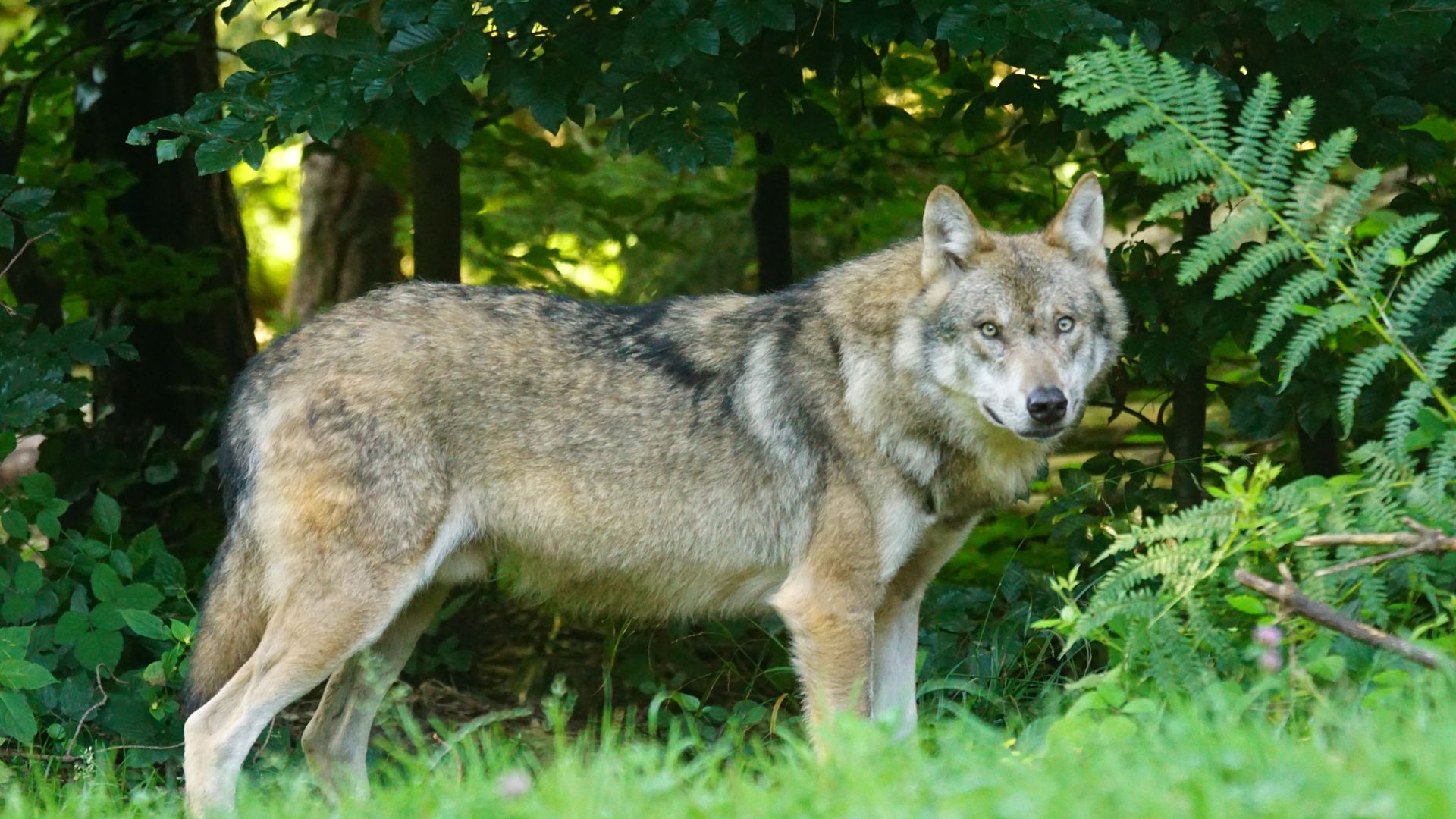 LE LOUP TOUJOURS PRÉSENT MAIS PAS D’ATTAQUES RECENSÉES DEPUIS SIX MOIS