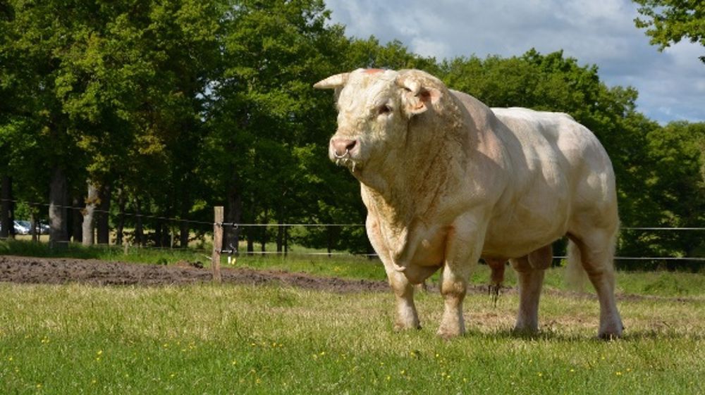 LA FOIRE AGRICOLE ET LE GRATIN DE LA CHAROLAISE EN VEDETTE