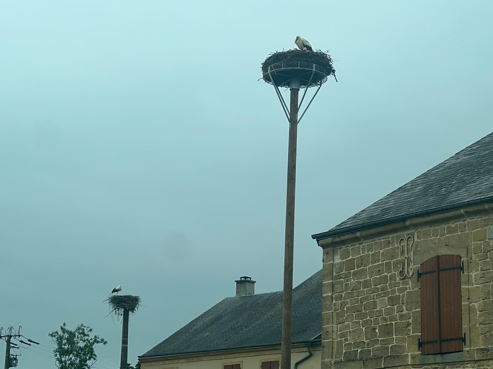 UN NID DE CIGOGNE PROVOQUE UNE COUPURE D’ÉLECTRICITÉ PENDANT PLUSIEURS HEURES - MAIRY