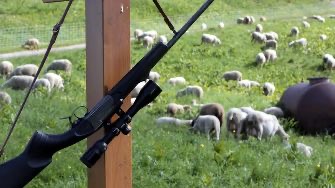 LES ÉLEVEURS BIENTÔT AUTORISÉS À TIRER SUR LES LOUPS EN CAS D’ATTAQUE