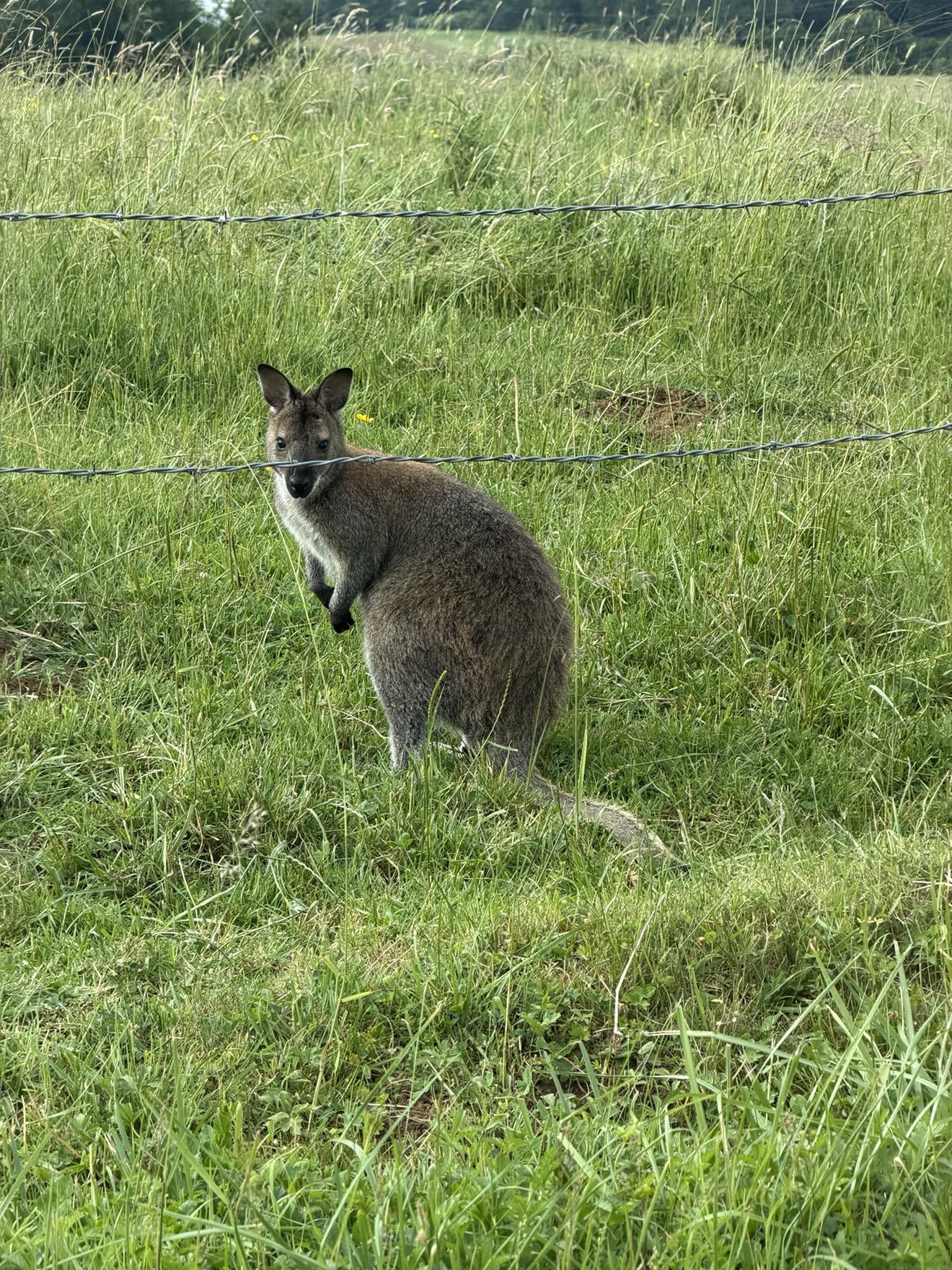 L’INCROYABLE RENCONTRE : UN AUTOMOBILISTE NEZ À NEZ AVEC UN KANGOUROU SUR LA  ROUTE
