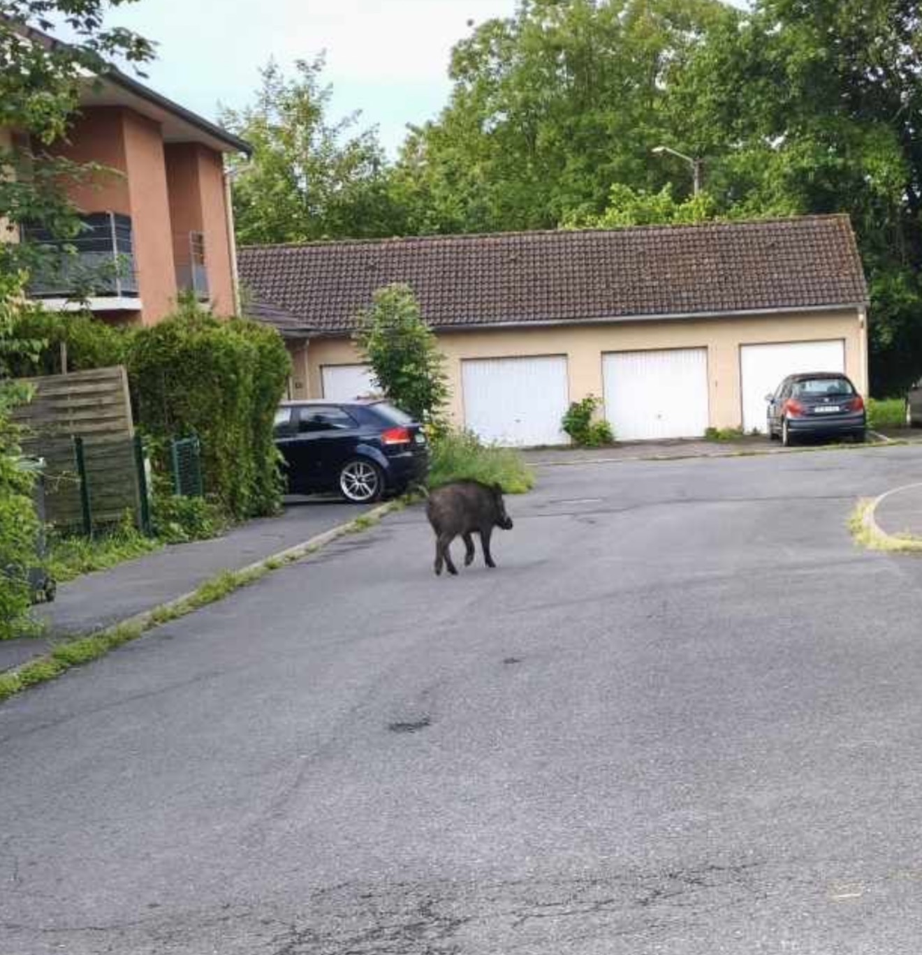 UN SANGLIER APERÇU EN PLEINE VILLE CE MATIN