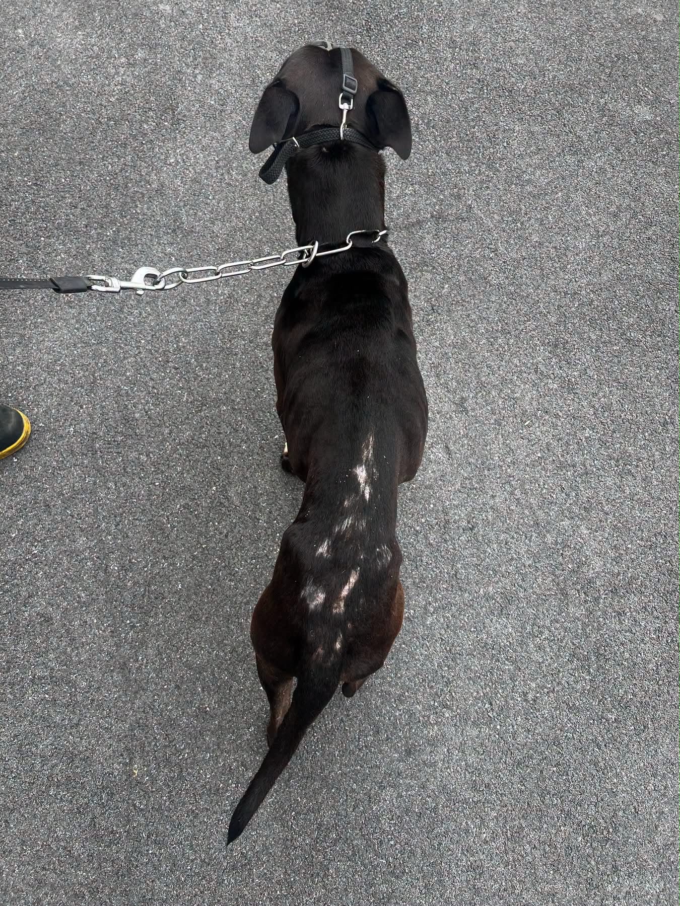 LA POLICE MUNICIPALE MET FIN AU CALVAIRE D’UN CHIEN APRÈS DES MAUVAIS TRAITEMENTS