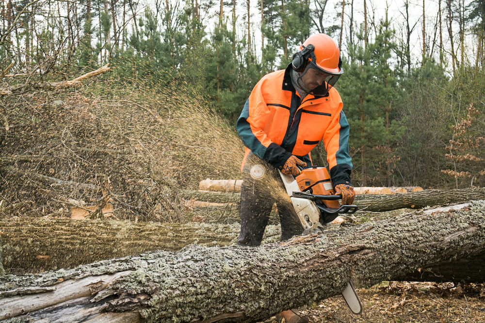 GRAVE ACCIDENT DU TRAVAIL EN FORÊT : UN BÛCHERON HÉLIPORTÉ, SON PRONOSTIC VITAL ENGAGÉ